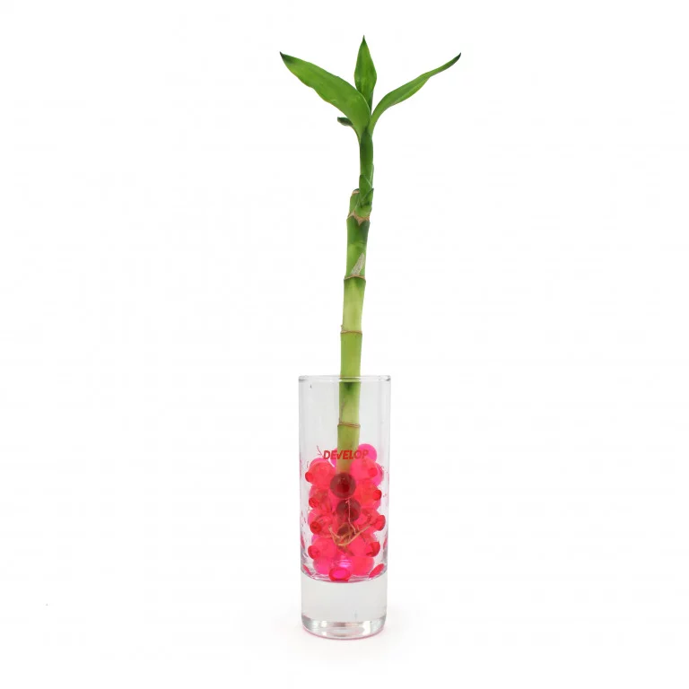 Bambou en vase - INCC02-2