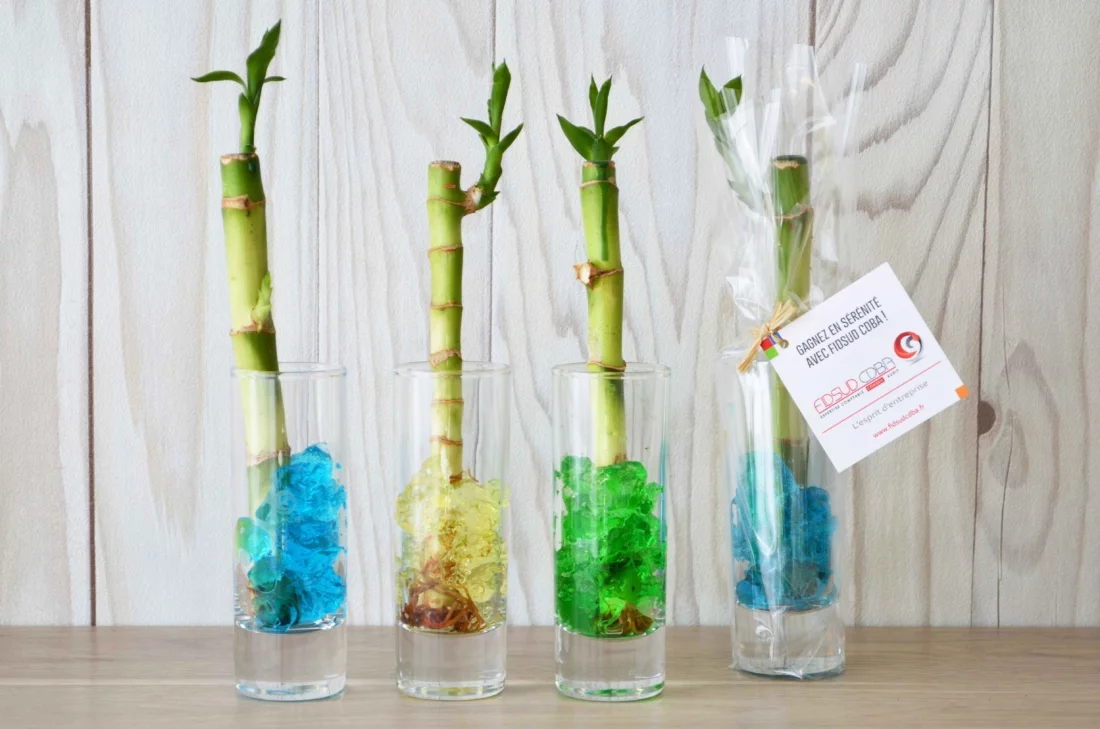 Bambou en vase - INCC02