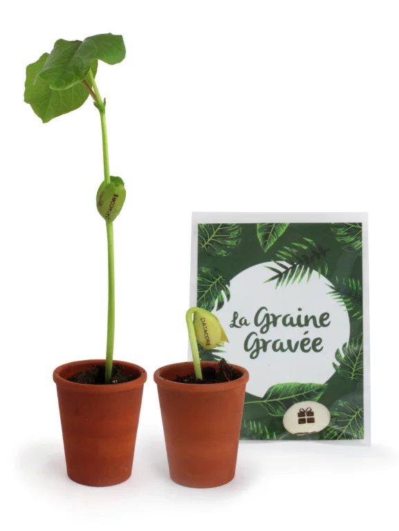 Graine gravée - INIDG79-4
