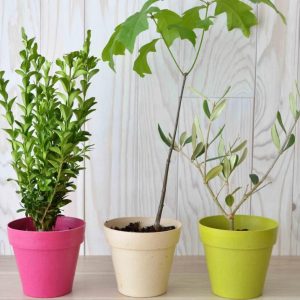 Plante Publicitaire Made in France