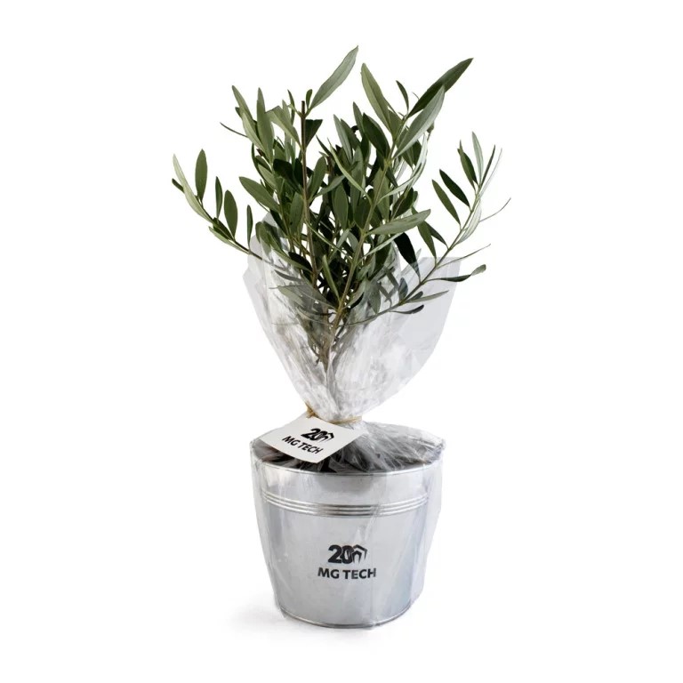Olivier pot zinc - INPL01-2