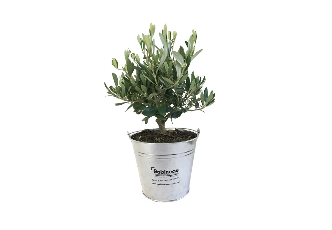 Olivier pot zinc - INPL01-3