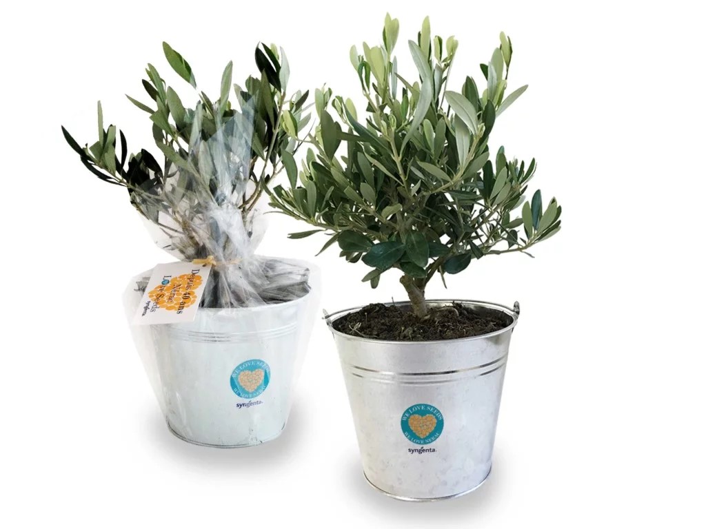 Olivier pot zinc - INPL01