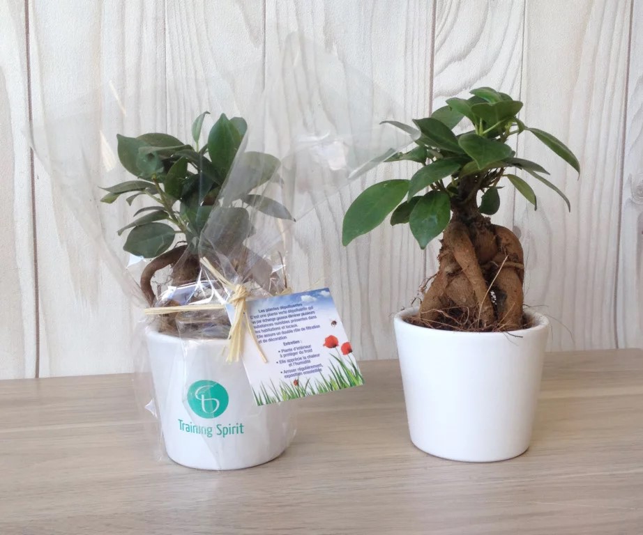 Plante prestige - INPL19A-2