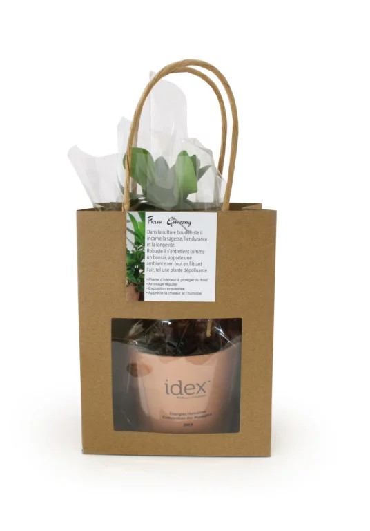 Plante prestige - INPL19A-3