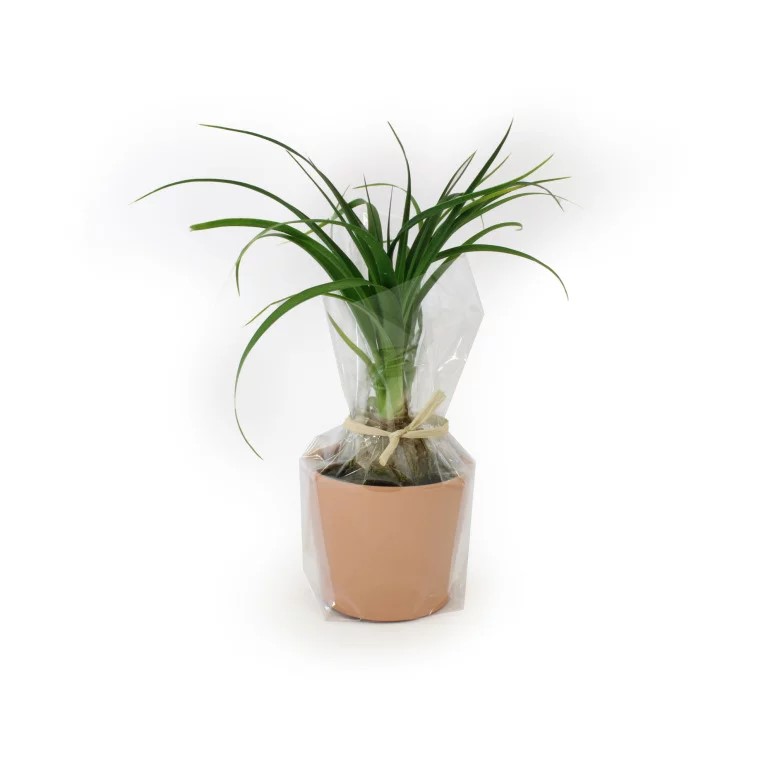 Plante prestige - INPL19A-4