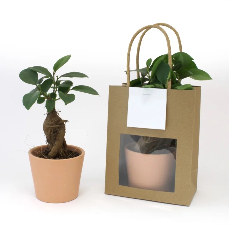 Plante prestige - INPL19A