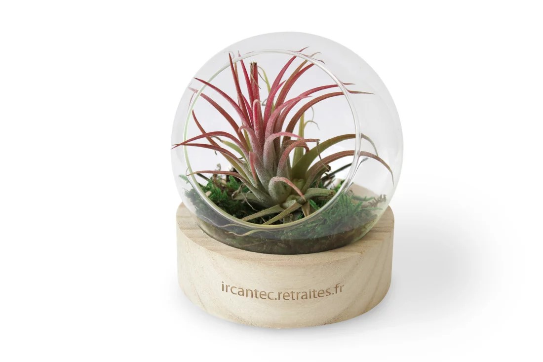 Plante en terrarium socle bois - INPL26E-2