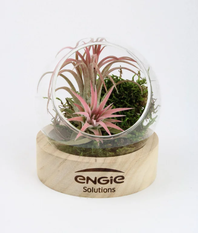 Plante en terrarium socle bois - INPL26E-3
