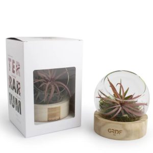 Plante Terrarium Socle Bois Made in France personnalisé