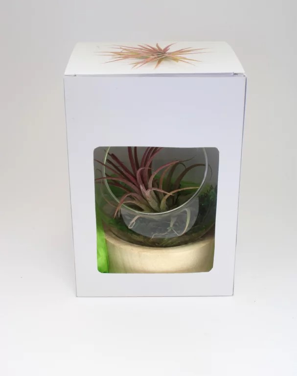 Plante en terrarium socle bois - INPL26E-4