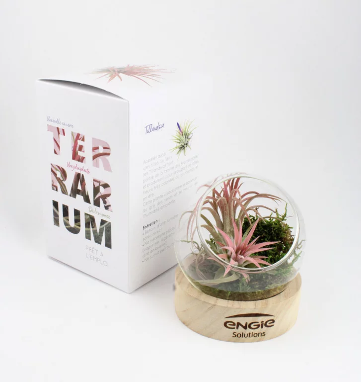 Plante en terrarium socle bois - INPL26E-5