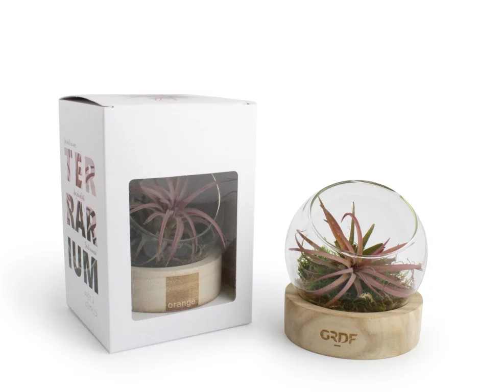 Plante en terrarium socle bois - INPL26E