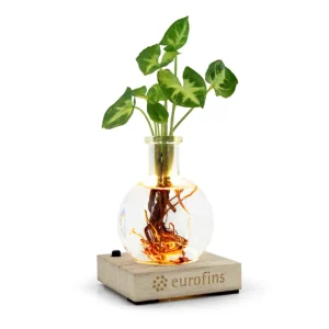 Plante LED Vase Verre Socle Bois personnalisée