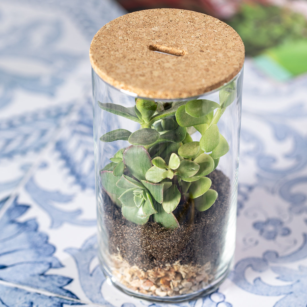 Terrarium Anymak - MA2692-4