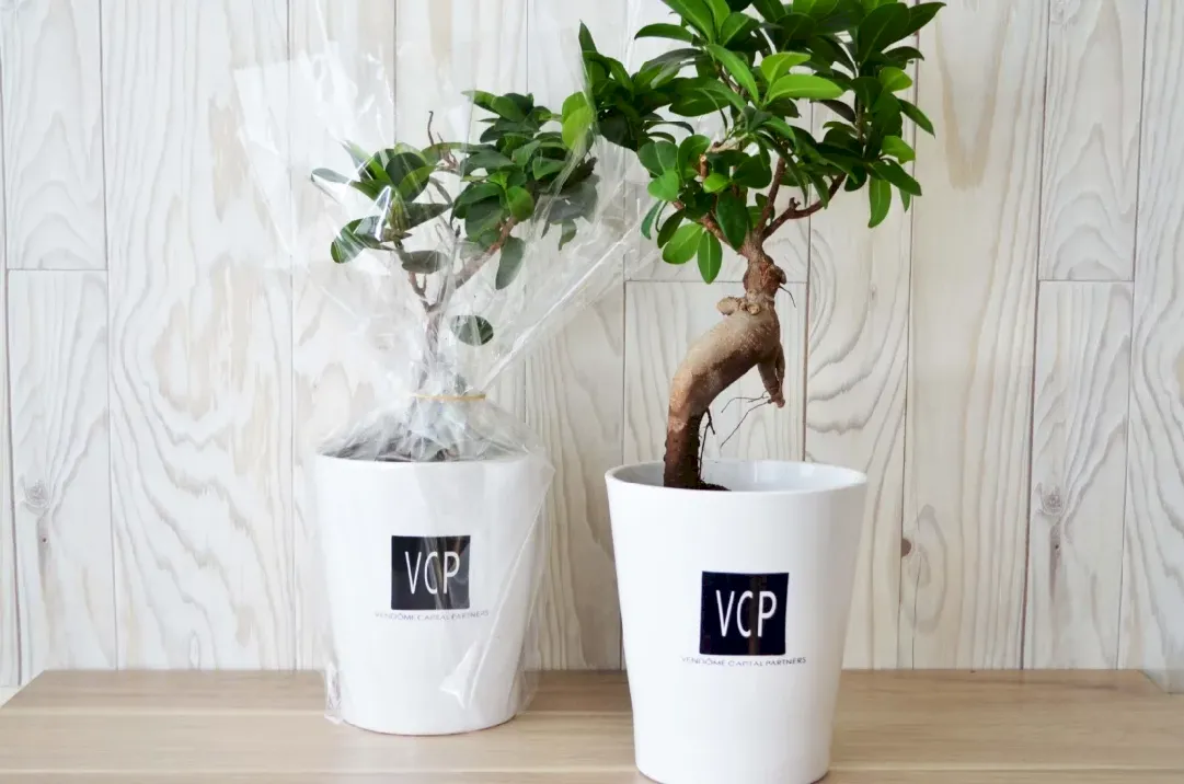 Ficus Ginseng MANUE - INPL19B-2