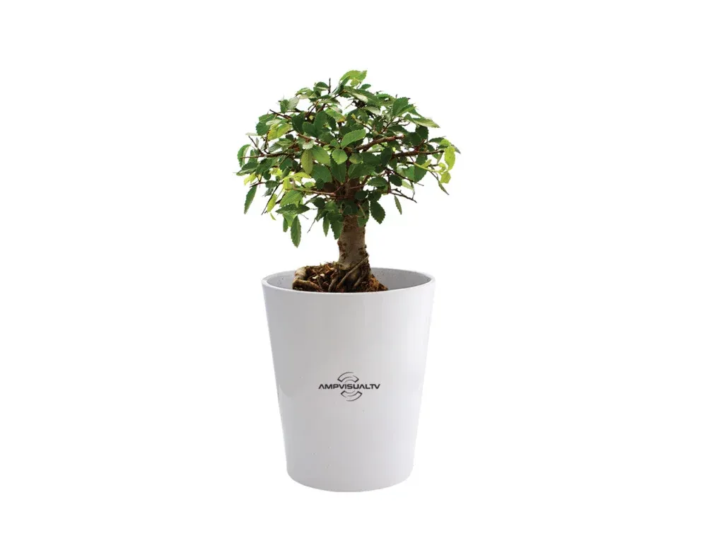 Ficus Ginseng MANUE - INPL19B-3