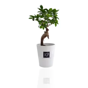 Plante Made in France Ficus Ginseng personnalisée MANUE