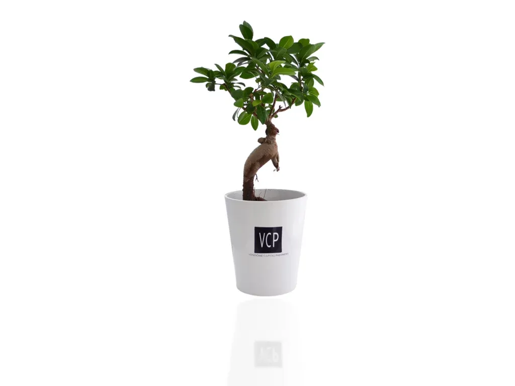 Ficus Ginseng MANUE - INPL19B